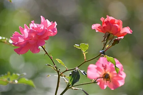 Yokohama English Garden